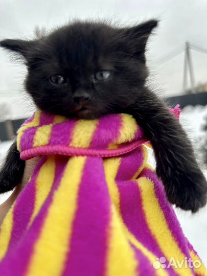 Котята черные