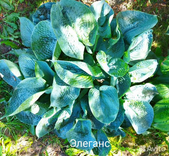 Хосты более 25 сортов