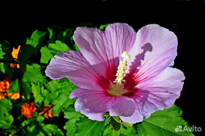 Гибискус сирийский