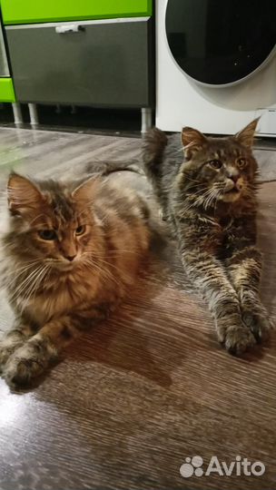 Продам котят мейнкун