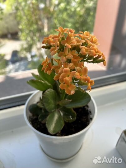 Каланхоэ цветущий и денежное дерево