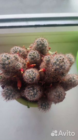 Кактус цветущий