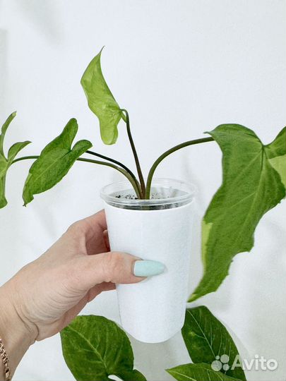 Сингониум батик и др