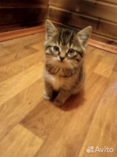 Котята в добрые руки бесплатно