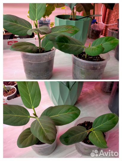 Цветы домашние