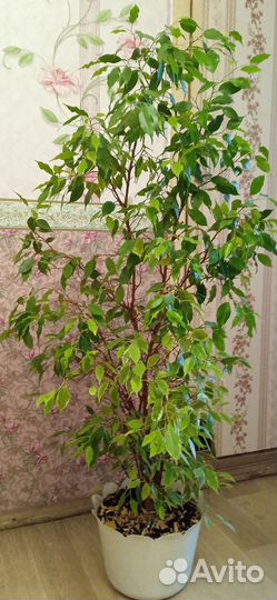 Фикус бенджамина
