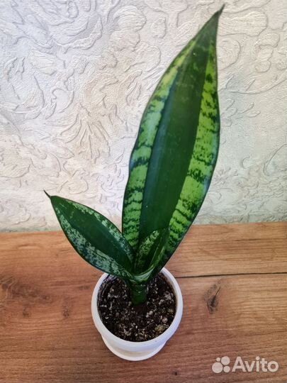 Сансевиерии