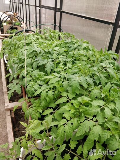 Рассада томатов (тепл.,грунт.)в связи с переездом