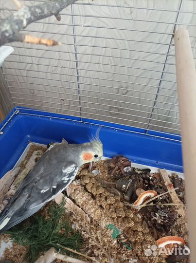 Попугай корелла с клеткой