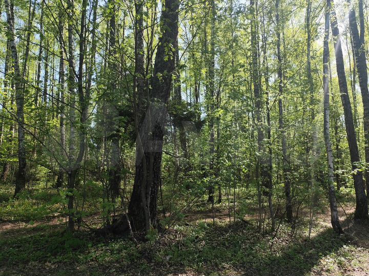 Участок 19 сот. (ИЖС)