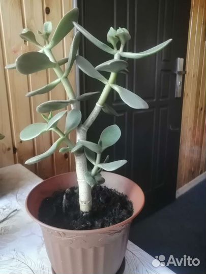 Красула толстянка