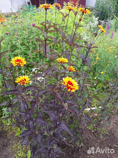 Хоста голубая и ассортимент многолетников