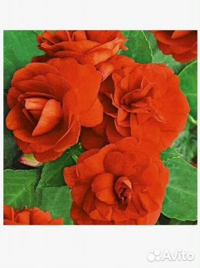 Бальзамин Уоллера махровый