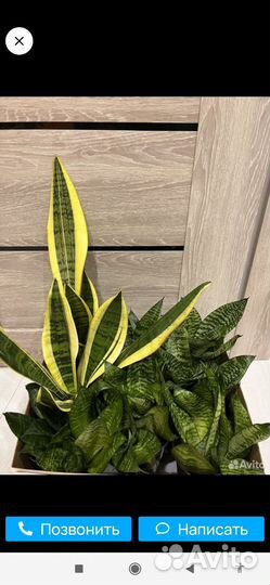 Сансиеверия, Декабрист розовый