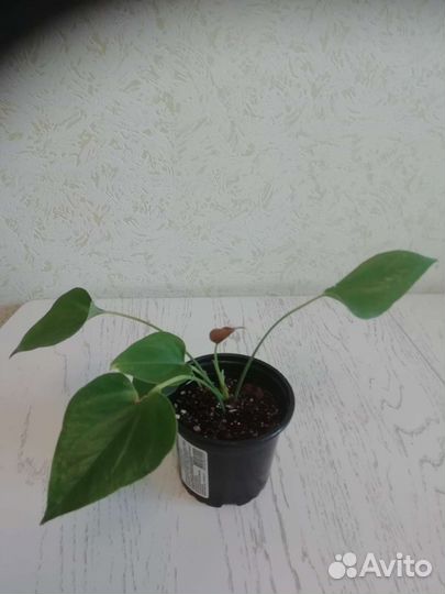 Антуриум красный, Диффенбахия марс