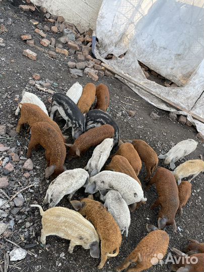 Венгерская мангалица