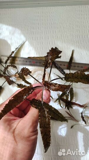 Криптокорина вендта