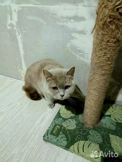 Британцы в дар