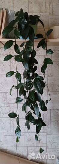 Хойя восковой плющ