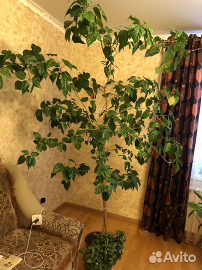 Гибискус китайская роза