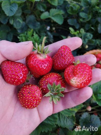 Рассада клубники