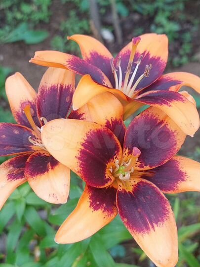 Дача 15 м² на участке 8 сот.