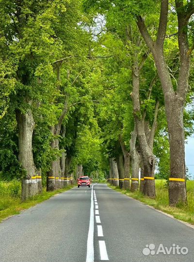 Индивидуальные экскурсии на косу. Гид Калининград