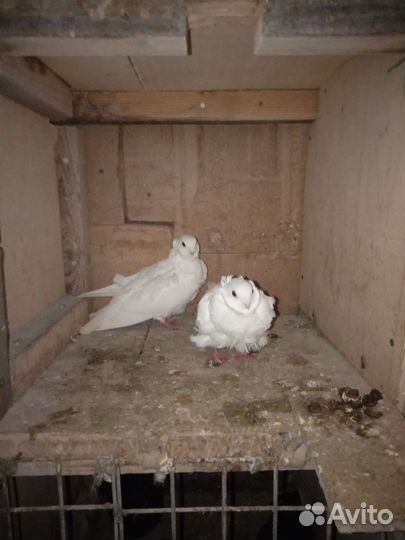 Голубятня продажа с голубями