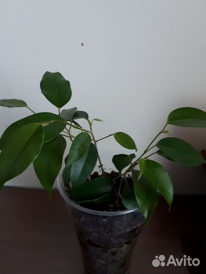 Фикус Бенджамин, Кактус