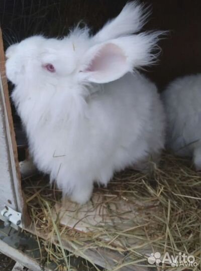 Пряжа ручной работы кролик, коза, собака