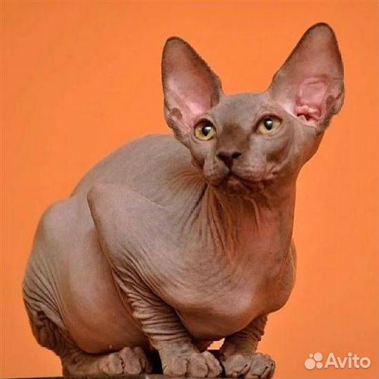 Канадский сфинкс мальчик