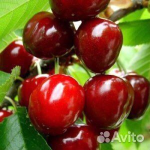 Саженцы морозостойкой черешни Талисман