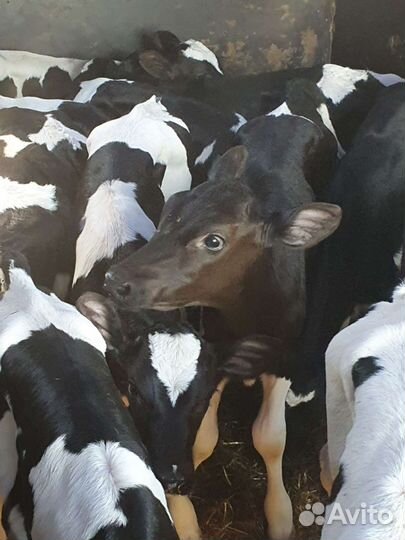 Бычки телята