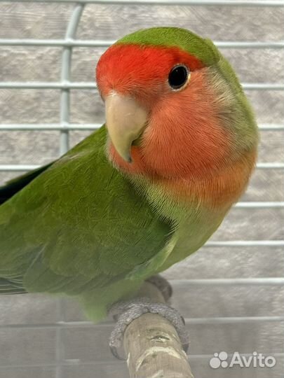 Неразлучники