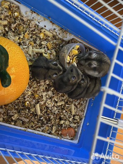 Джунгарский хомяк