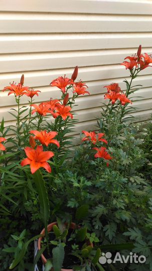 Лилии высокие