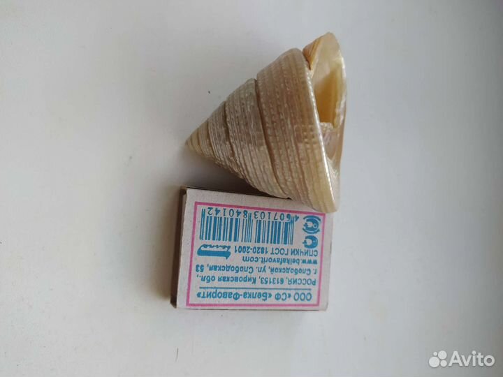 Ракушка морская