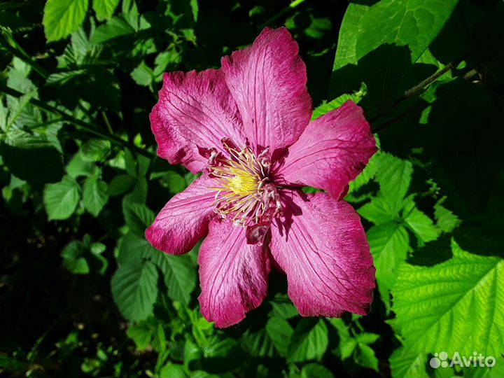 Клематисы разные