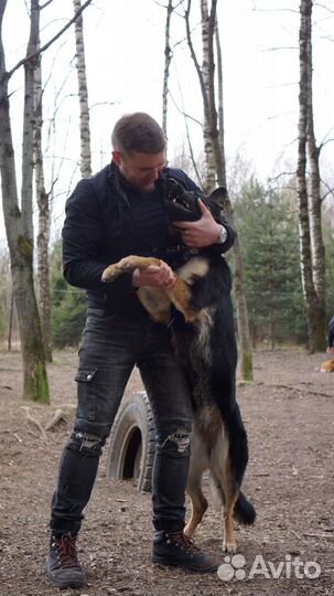 Кинолог. Профессиональная дрессировка собак