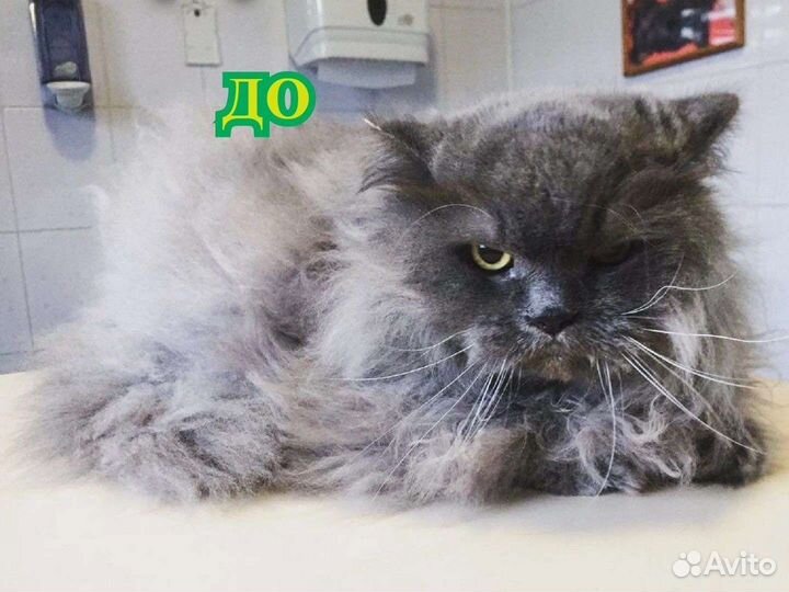 Груминг. Стрижка кошек, собак