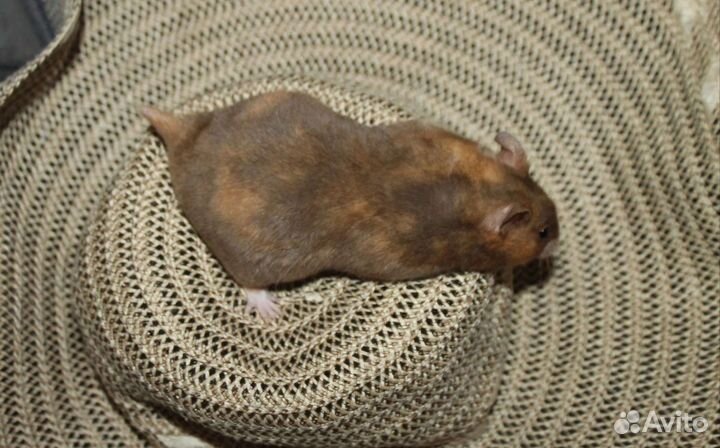 Хомяки сирийские отдам бесплатно