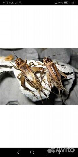 Корм для рептилий. сверчки