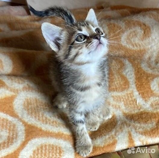 Пушистые котята в добрые руки