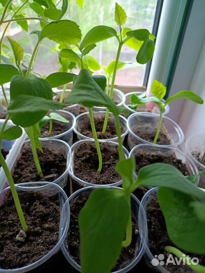 Рассада огурцов, перцев, помидор,итд