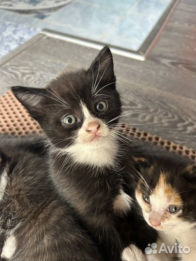 Вислоухие котята