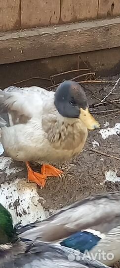 Селезнь Кряква необычного окраса