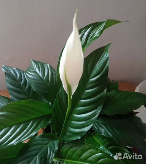 Спатифиллум