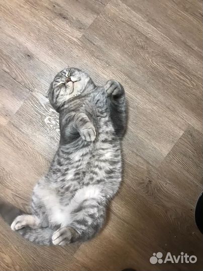 Британский кот
