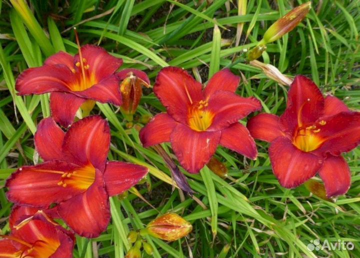 Лилейники Чикаго Апачи