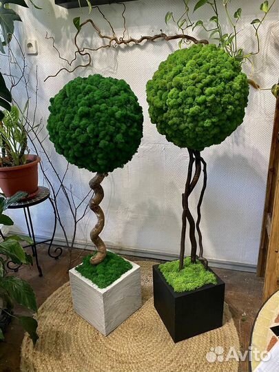 Топиарии из стабилизированного мха